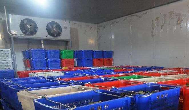 冷庫(kù)儲(chǔ)存黃瓜能儲(chǔ)存多長(zhǎng)時(shí)間