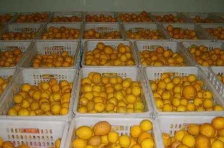 建一個(gè)30噸橙子氣調(diào)保鮮庫造價(jià)多少錢