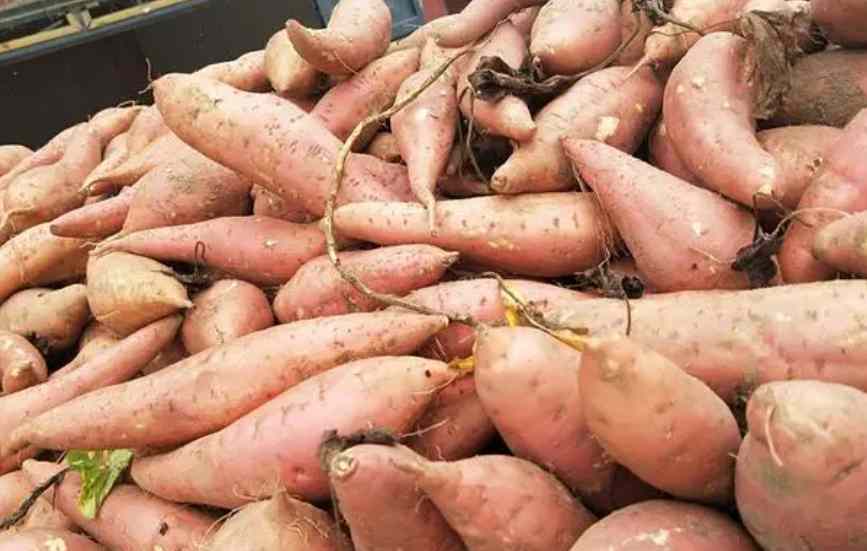 保鮮冷庫儲存大批量紅薯儲存技術(shù)要求