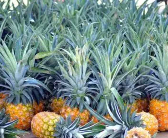 鳳梨在冷庫放多長時間