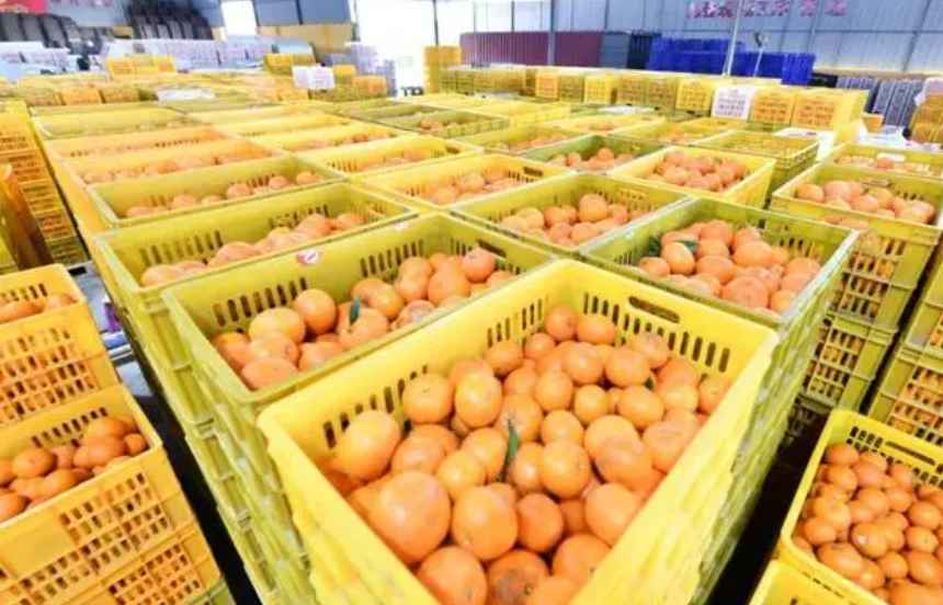 沃柑冷庫保鮮存儲(chǔ)技術(shù)方法