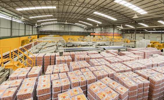 沃柑冷庫保鮮存儲(chǔ)技術(shù)方法