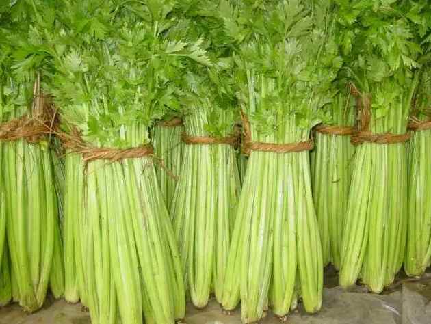 芹菜冷庫貯藏溫度多少度好