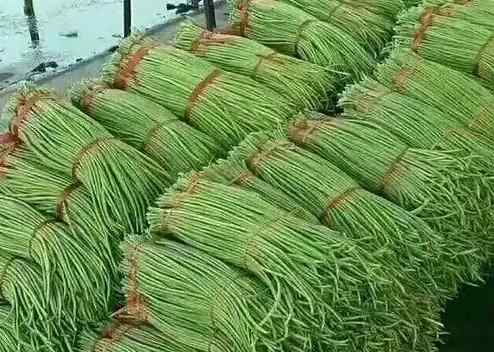 豆角冷庫保鮮5個(gè)月的技巧是什么