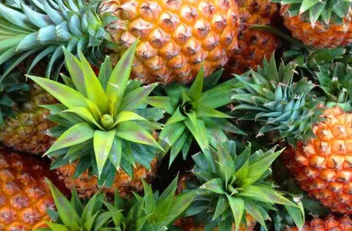 安裝菠蘿氣調(diào)冷庫(kù)多少錢