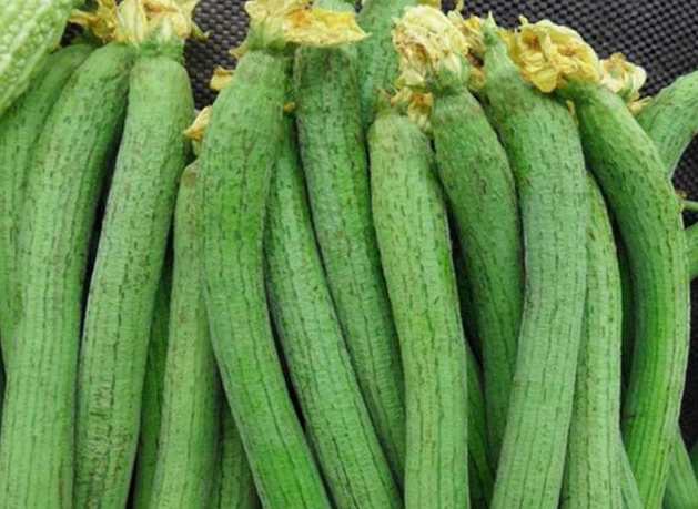 絲瓜放在中冷庫如何防止冷害發(fā)生