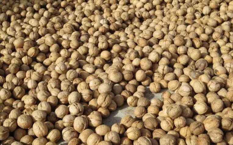 核桃放冷庫(kù)的溫度多少合適