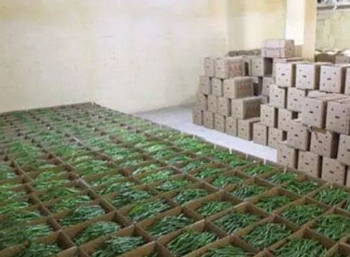 建一個(gè)500立方的青椒冷庫(kù)需要多少錢