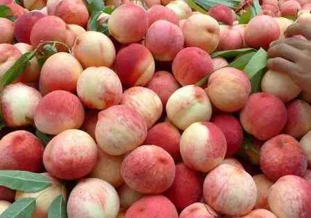 建一個(gè)200平米水蜜桃冷庫(kù)多少錢