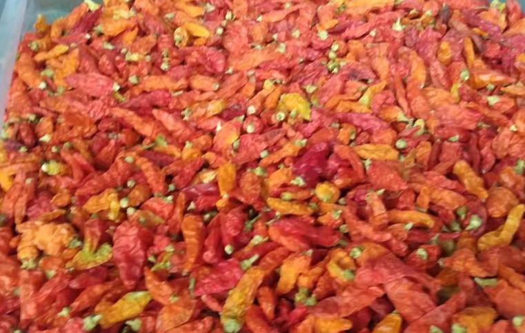 朝天椒冷庫儲存保鮮技術(shù)