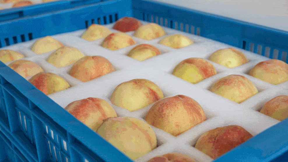 蔬菜水果進保鮮冷庫前咋處理？必知要點全在這！