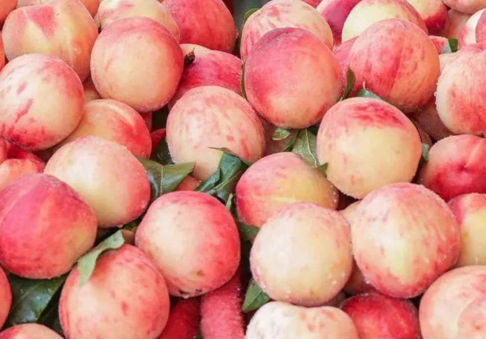 桃子在保鮮冷庫中怎么去存放？