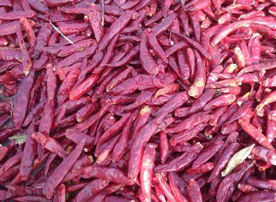 冷庫辣椒運輸打冷多少度